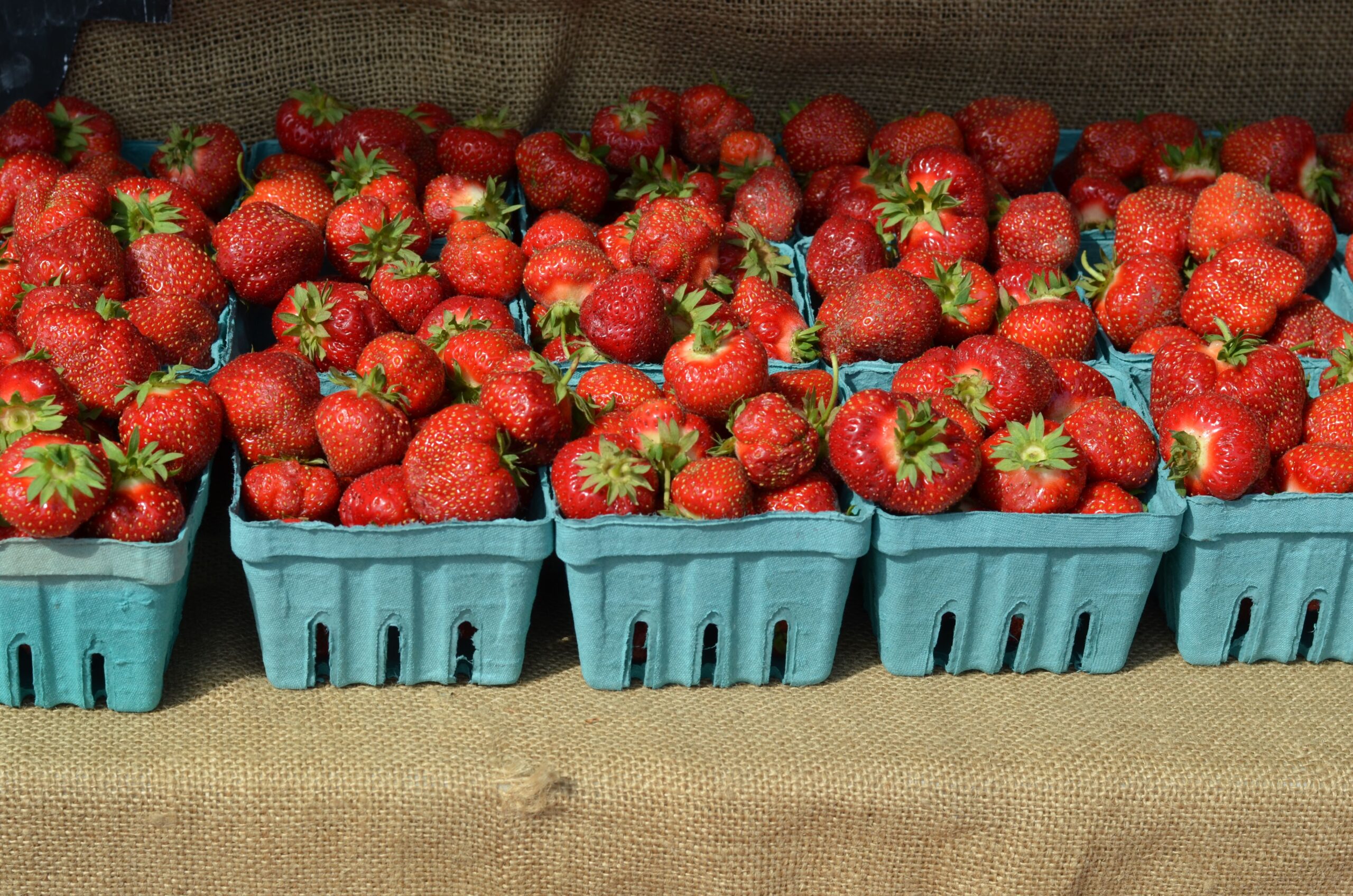 A table with cardboard baskets filled with bright red strawberries