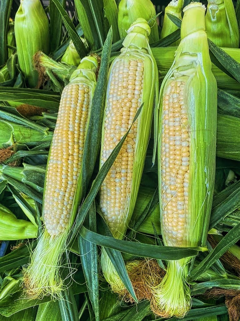 An image of three half peeled corns laying on a bed of corn