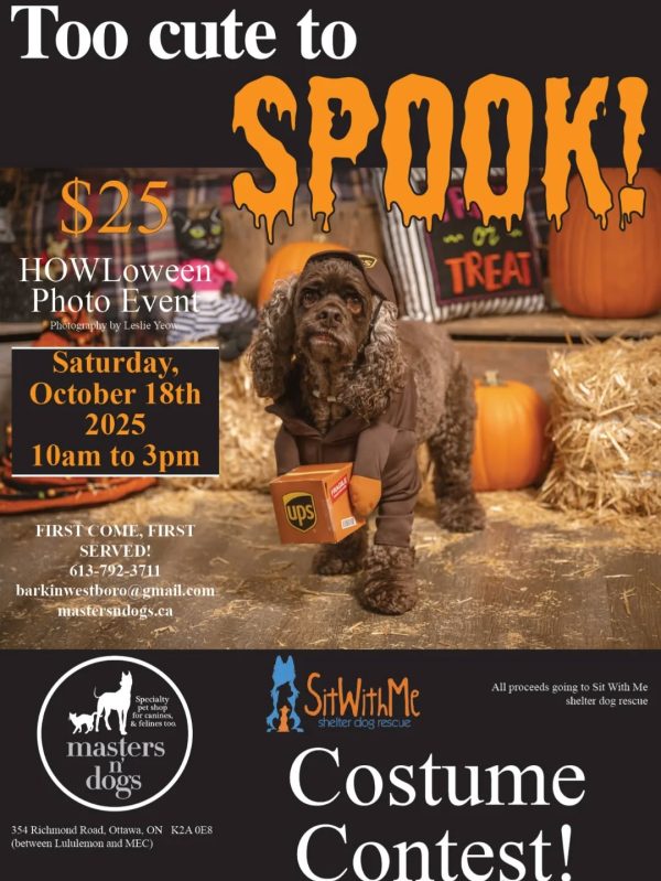 masters n dogs howloween costume contest masters n dogs howloween costume contest